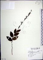 大葉山螞蝗藏品圖，第1張