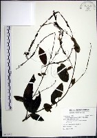 大葉山螞蝗藏品圖，第1張