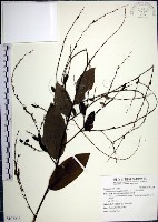 大葉山螞蝗藏品圖，第1張