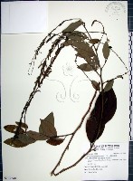 大葉山螞蝗藏品圖，第1張