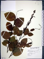 大葉山螞蝗藏品圖，第1張