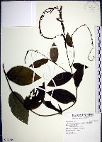 大葉山螞蝗藏品圖，第1張