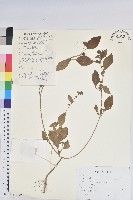 鐵莧菜藏品圖，第1張