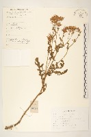 大花千里光藏品圖，第1張