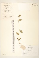 毛梗豨薟藏品圖，第1張