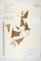 寬葉打碗花藏品圖，第1張