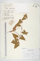 寬葉打碗花藏品圖，第1張