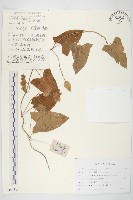 寬葉打碗花藏品圖，第1張