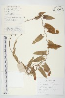 日本打碗花藏品圖，第1張