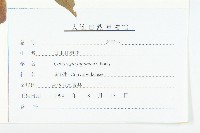 日本打碗花藏品圖，第3張