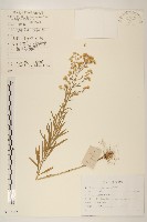 加拿大蓬藏品圖，第1張