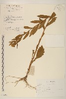 白頂飛蓬藏品圖，第1張