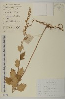 寬葉山蒿藏品圖，第1張