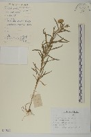 西伯利亞蓍藏品圖，第1張