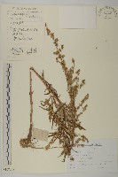 林艾蒿藏品圖，第1張