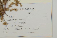 林艾蒿藏品圖，第3張