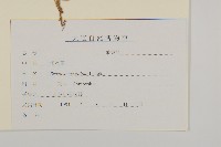 短星菊藏品圖，第3張