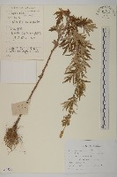 蒙古蒿藏品圖，第1張