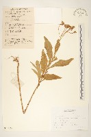 毛背返魂草藏品圖，第1張