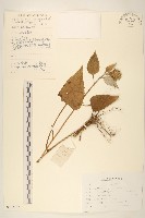 山牛旁藏品圖，第1張