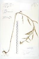 球花鳳毛菊藏品圖，第1張