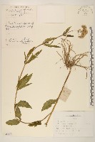 林氏澤蘭藏品圖，第1張