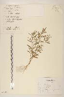 加拿大蓬藏品圖，第1張