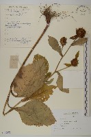 大花金挖耳藏品圖，第1張