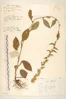 登錄號:S107379藏品圖，第1張