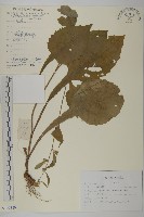 登錄號:S107380藏品圖，第1張