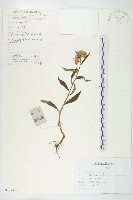 毛旋覆花藏品圖，第1張