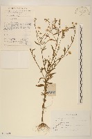 白頂飛蓬藏品圖，第1張