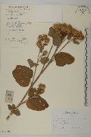 牛蒡藏品圖，第1張