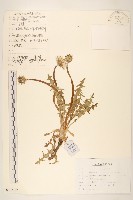 細梗蒲公英藏品圖，第1張