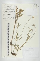 窄葉藍盆花藏品圖，第1張