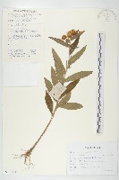 毛旋覆花藏品圖，第1張