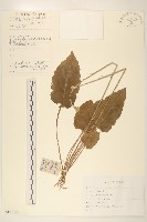 長白蜂斗菜藏品圖，第1張