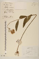 林氏澤蘭藏品圖，第1張