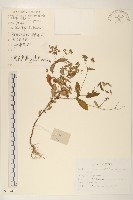 抱莖苦菜藏品圖，第1張