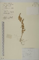 地膚、掃手草藏品圖，第1張