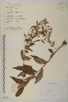 山白蘭藏品圖，第1張