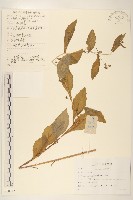 苦實菜藏品圖，第1張