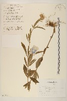 林氏澤蘭藏品圖，第1張