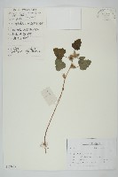 蒼耳藏品圖，第1張