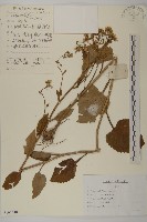 東鳳菜藏品圖，第1張