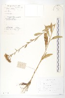 球花鳳毛菊藏品圖，第1張