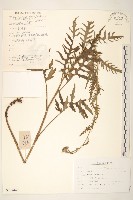 波菜帘子藏品圖，第1張