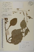 登錄號:S107444藏品圖，第1張