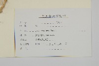 藜、灰藜藏品圖，第3張