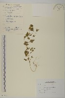 菱葉藜藏品圖，第1張